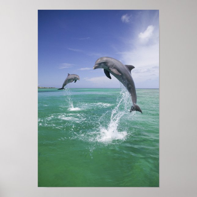 Póster Dolphins bottlenose Tursiops truncatus) 4 (Frente)