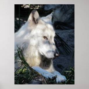 Póster Don Juan Wolf