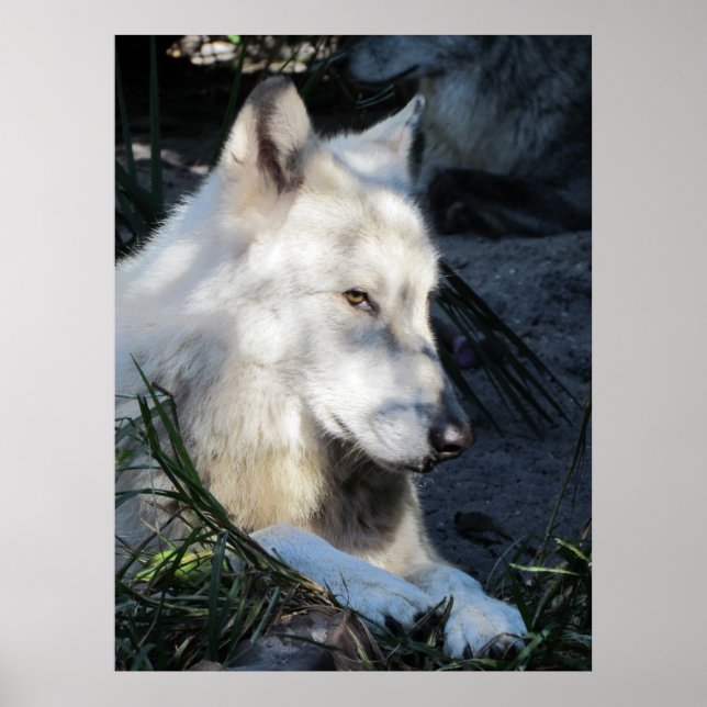 Póster Don Juan Wolf (Frente)