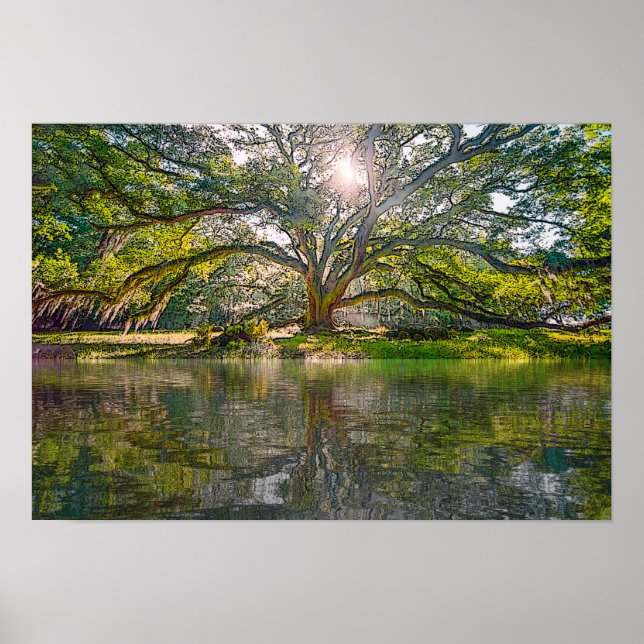 Póster Donde crece el árbol salvaje (Frente)