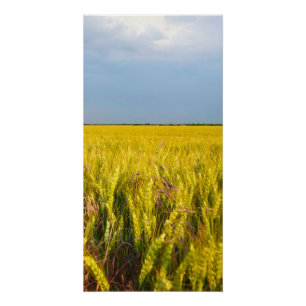 Póster Donde el trigo baila con el viento - Naturaleza sa