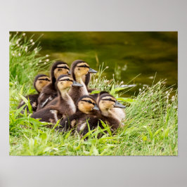 Póster ¿Dónde está mamá?