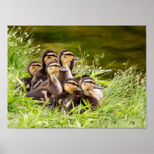 Póster ¿Dónde está mamá?