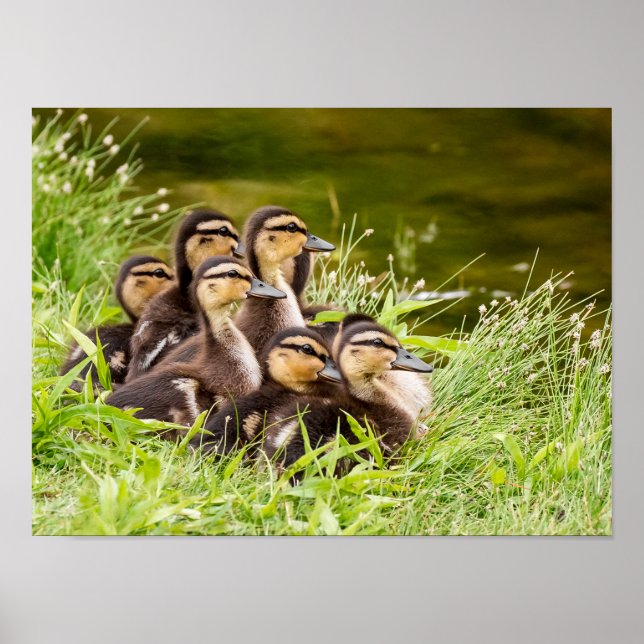 Póster ¿Dónde está mamá? (Frente)