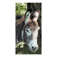 DONKEY