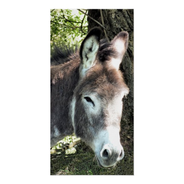 PÓSTER DONKEY (Anverso)