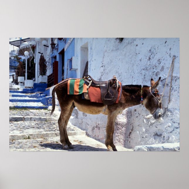 Póster Donkey, Fira Santorini, Grecia (Frente)