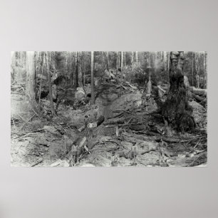 Póster DONKEY LOGGING a HILLSIDE c. 1880