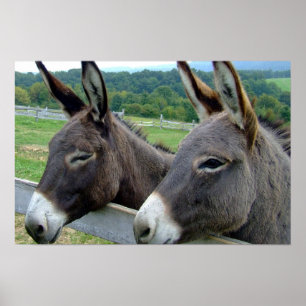 Póster Donkey Mule Farm Animal Country Destruido