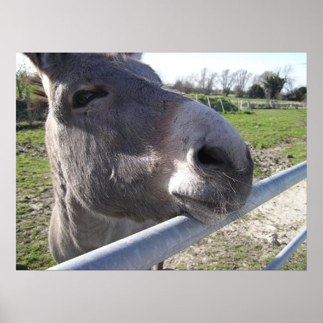 Póster Donkey Poster (Frente)