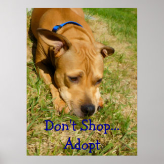 Póster Don't Shop...Adopt