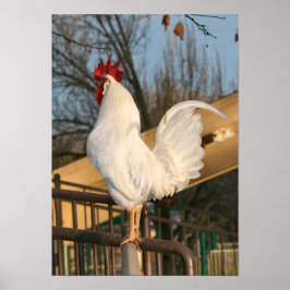 Póster "Doodle Do", Bantam Rooster