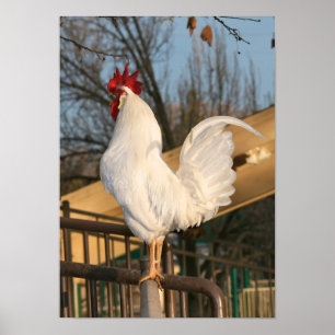 Póster "Doodle Do", Bantam Rooster
