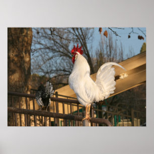 Póster "Doodle Do", Bantam Rooster