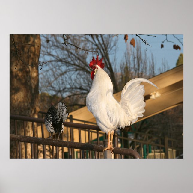 Póster "Doodle Do", Bantam Rooster (Frente)