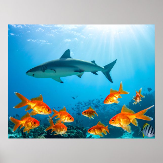 Póster Dorado Entre Tiburones (Frente)