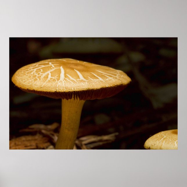 Póster Dorado Morning (Frente)