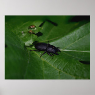 Póster Dorcus parallelipipedus , el escarabajo de menor t