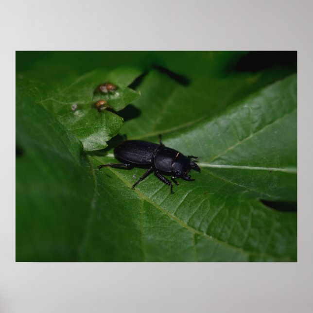 Póster Dorcus parallelipipedus , el escarabajo de menor t (Frente)