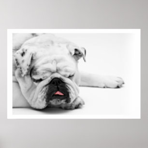 Póster Dormir Bulldog blanco