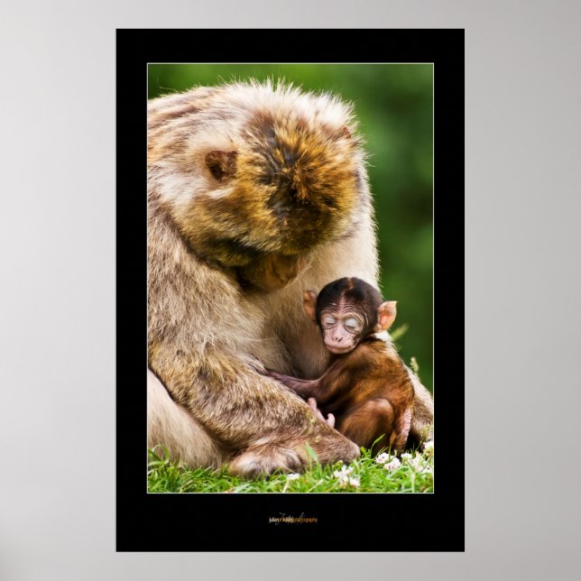 Póster Dormir pequeño bebé monito (Frente)