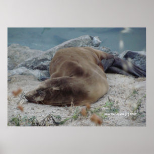 Póster Dormir sobre las rocas