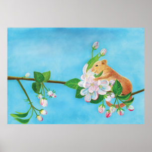 Póster Dormouse común en la rama floreciente del manzano