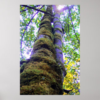 Póster Dos árboles