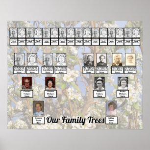Póster Dos árboles genealógicos en flores blancas Foto