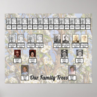Póster Dos árboles genealógicos en flores blancas Foto