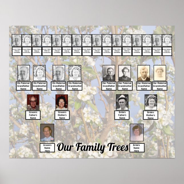 Póster Dos árboles genealógicos en flores blancas Foto (Frente)