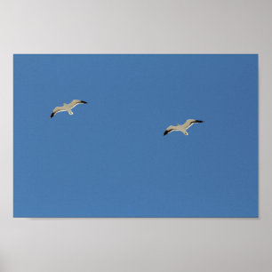 Póster Dos Aves De Gaviota Volando Cielo Azul Claro