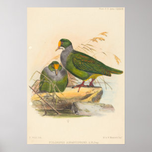 Póster Dos aves (Ptilonopus Auranthfrons) de Joseph Wolf