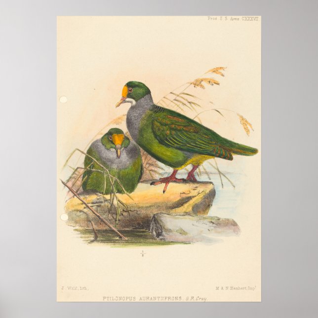 Póster Dos aves (Ptilonopus Auranthfrons) de Joseph Wolf (Frente)