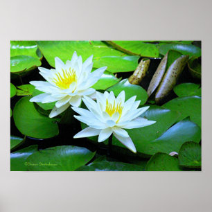 PÓSTER DOS BLANCOS LOTUS BLOSSOMS SOBRE PADS DE LILY VERD