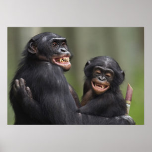 Póster Dos bonobos sonrientes