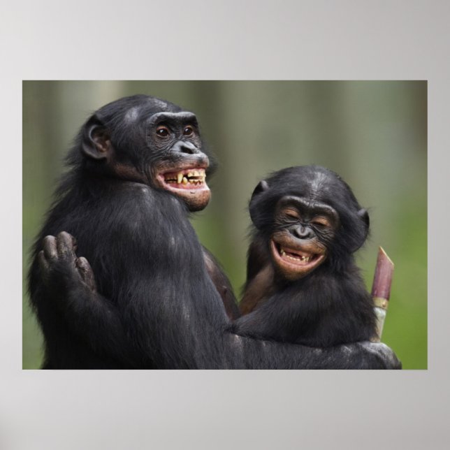 Póster Dos bonobos sonrientes (Frente)