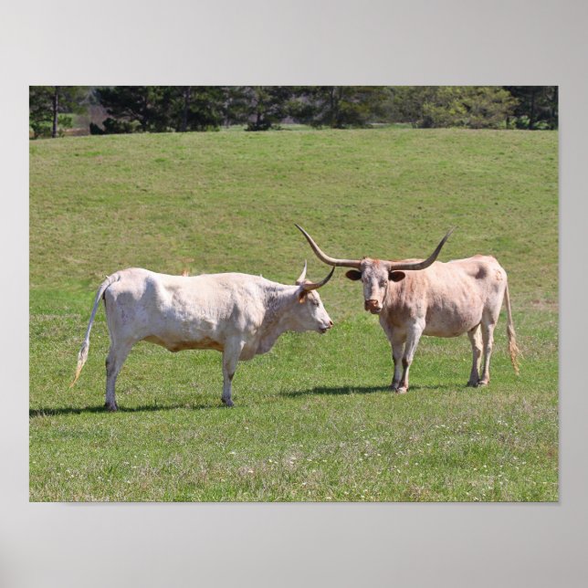 Póster Dos brillantes Longhorns Texas (Frente)