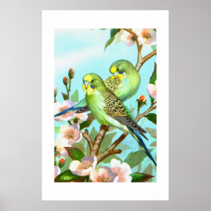 Póster Dos budgerigars