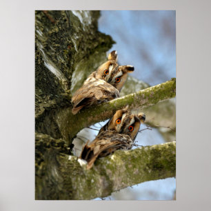 Póster Dos búhos en el bosque, aves, Poster de la vida sa
