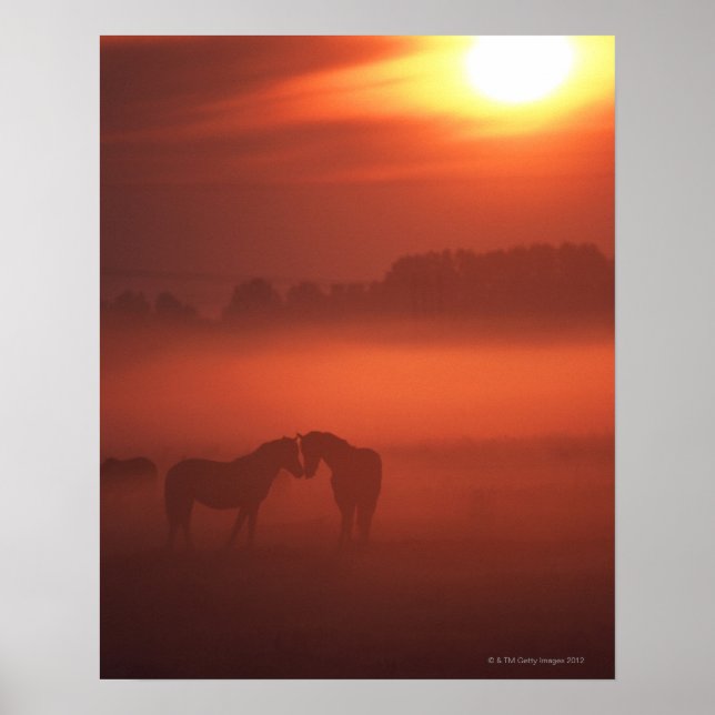 Póster Dos caballos al atardecer (Frente)