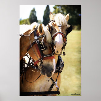 Póster Dos caballos Borradores belgas
