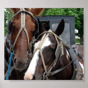 Póster Dos Caballos Con Un Pinto