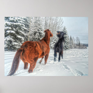 Póster Dos caballos de rancho jugando en la nieve de invi