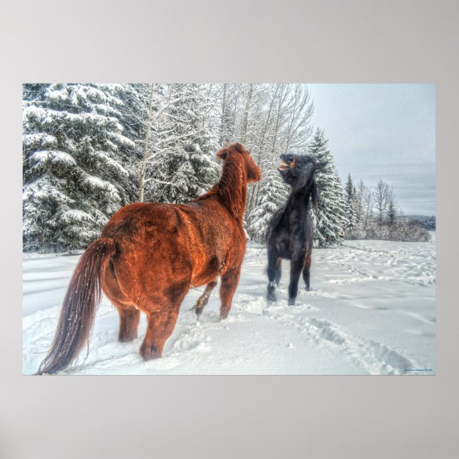 Póster Dos caballos de rancho jugando en la nieve de invi (Frente)
