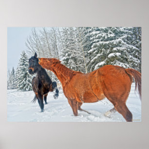 Póster Dos caballos de rancho jugando en las nevadas de i