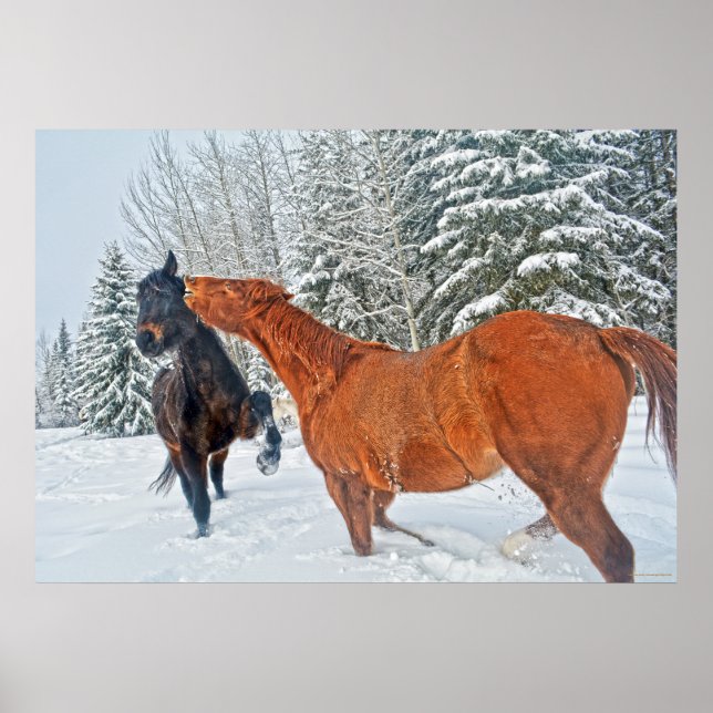 Póster Dos caballos de rancho jugando en las nevadas de i (Frente)