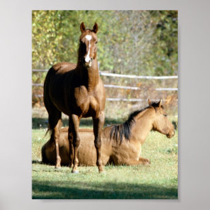 Póster Dos caballos en la pastura