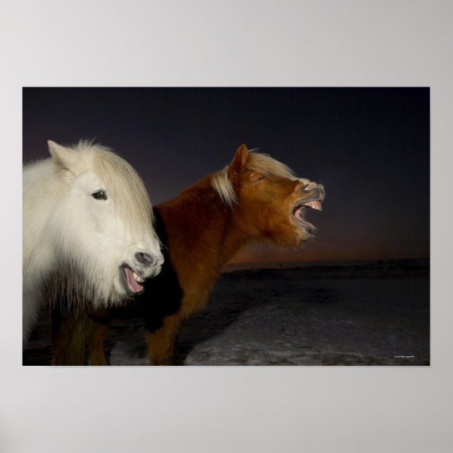 Póster Dos caballos islandeses (Frente)