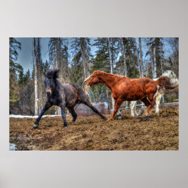 Póster Dos caballos jugando a la caza de caballos Ranch E